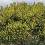 Image result for Abrus melanospermus