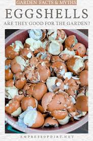 Eggshells are extremely effective garden mulch. Are Eggshells Good For The Garden Empress Of Dirt