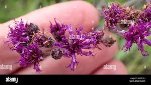 Image result for Vernonia hirsuta