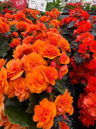 Image result for Begonia