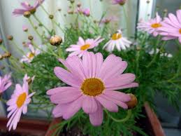 Fiori tipo margherita con quindici fiori tipo margherita con 7 petali tondeggianti. Le 5 Specie Di Margherite Piu Comuni Guida Giardino