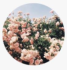 Buy modern pink plant aesthetic design by sydneysells as a poster. Vintage Pink Flower Aesthetic Hd Png Download Kindpng