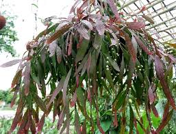 Image result for Euphorbia ramulosa
