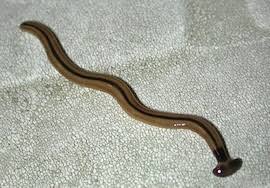 Hammerhead Worm - Soil Ecology Wiki