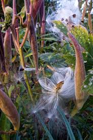 Milkweed Pod Asclepias Incarnata Milkweed Plant Milkweed Milkweed Pods