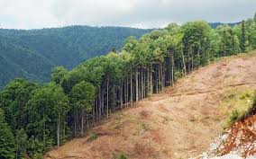 Read the complete article here. Deforestation Definition History Consequences Facts Britannica
