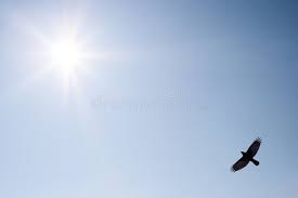Blue Sky Birds Flying In The Sky Images Bird In The Sky Bird In The Blue Sky Flying Over The Sun Sponsored Sky Bird Blue Sun Flying Ad Birds In The Sky Stock Images Free Bird