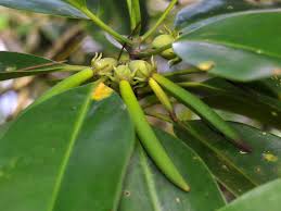 Image result for Bruguiera