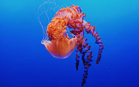 Jellyfish In Monterey Bay Aquarium 4k Monterey Bay Aquarium Iphone Wallpaper Underwater Monterey Bay