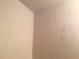 Check spelling or type a new query. Mold Forming On Walls Of Walk In Closet