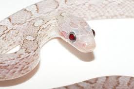 Black And White Checkered Snake Texas Tech And Gadgets Today Snake Breeds Pet Snake Baby Snakes