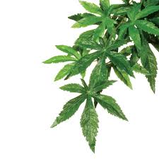 Image result for Abutilon grantii