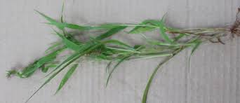 Image result for Setaria verticillata