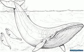 You can also view all of our free bible coloring pages. Excellent Picture Of Jonah And The Whale Coloring Pages Entitlementtrap Com Whale Coloring Pages Whale Illustration Blue Whale Drawing