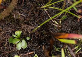 Image result for Genlisea hispidula