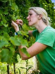 Mother nature takes care of the grape vines naturally during the winter as the vines go dormant and loose all their leaves. Grape Vine Management Work Nets Cornell Doctoral Student Three Awards