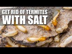 Many homeowners are wary of taking care of a termite infestation themselves, believing that trained professionals are the convenience: 25 Best Gettin Rid Of Termites Ideas Termites Termite Control Termite Treatment