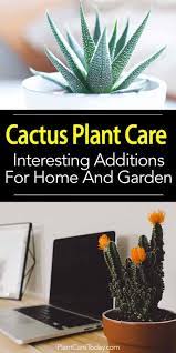Caring for this plant can be a bit tricky as you need to take care not to overwater or underwater it. Easy Care Cactus Plants Interesting Additions To Home And Garden Cactus Types Cactus House Plants Plants