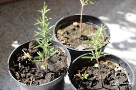 Image result for rosemary cuttings