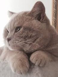 The breeder of british shorthair cats and british longhair cats of silver shaded, golden shaded, and chinchilla colors with blue and green eyes. Www Silverbrookcattery Com British Shorthair Kittens Kittens For Sale Cats For Sale Cat British Shorthair Kittens British Shorthair Cats Kitten Adoption