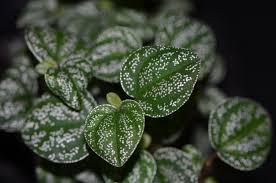 Image result for Peponium sp. A