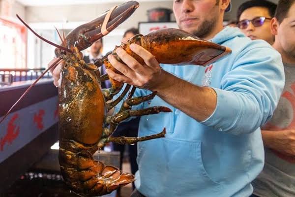 Live Monster Lobsters (8lb +) | $24.99 lb | James Hook