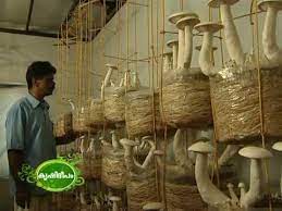 Hence they give subsidies under a different. Success Story Of Mushroom Cultivation à´• àµº à´• à´· à´¯ à´² à´µ à´œà´¯à´— à´¥ Youtube