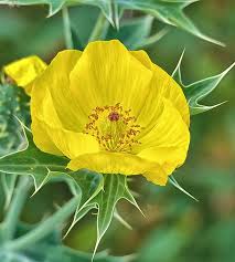 Image result for Argemone