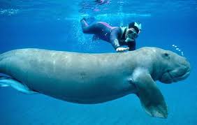 Image result for andaman nicobar image