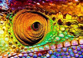 Pin En Exotic Beautiful Animals