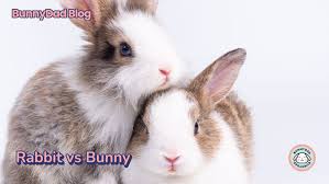 Image result for bunny