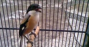 Burung cendet merupakan salah satu burung kicauan yang memiliki kualitas yang baik dalam hal kicauannya. 10 Cara Mengatasi Burung Cendet Miyik Paling Mudah Arenahewan Com