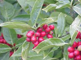 Image result for Aucuba