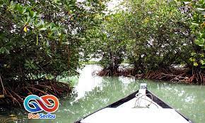 Mereka dua hari dua malam di tengah laut dan tidak makan. Tanaman Mangrove Pulau Pari Wisata Pulau Pari Kepulauan Seribu