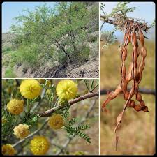 Image result for Acacia lasiopetala