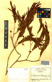 Image result for Cathormion altissimum