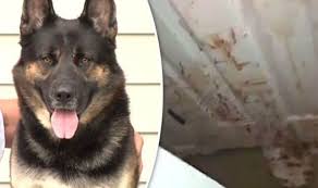 If you're in need of a german shepherd service dog, then there are a variety of ways to get one. Woman In Germany Trying To Save Dog Struck Killed By Train