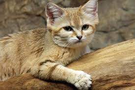 Why Is The Sand Cat The Strongest Cat On Earth Pouted Com Sand Cat Animals Cincinnati Zoo
