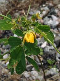 Image result for Teramnus micans