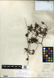 Image result for Crossopetalum mossambicense