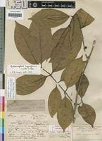 Image result for Belonophora coffeoides