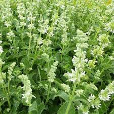 Salvia Verticillata Alba Sauge Verticillee A Fleurs Blanches Fleurs Blanches Fleurs Petite Fleur Blanche