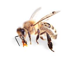 20,838 Bee One Stock Photos