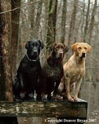Black And White Lab Labrador Retrievers Black Chocolate Yellow Every Color But Red And Others Like White Charcoal I Love That These D Dogs Cute Animals Labrador Retriever