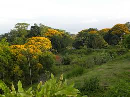 Image result for Vangueria ferruginea