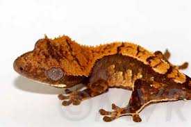 We did not find results for: Crested Gecko Morph Guide Colors Morphs And Traits Moonvalleyreptiles Com