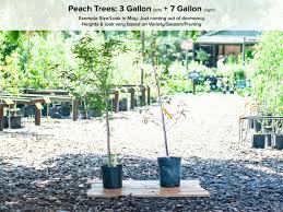 Maybe you would like to learn more about one of these? Gulf King Peach Tree Just Fruits And Exotics