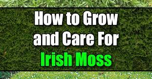 Growing irish moss is easy if you follow a few simple rules. How To Grow And Care For Irish Moss Easy Balcony Gardening