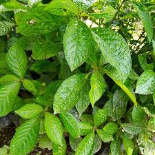 Jual Daun Keji Beling Segar Organik Kota Yogyakarta Dapur Sehat Dan Alami Tokopedia