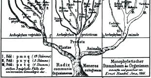 Image result for Plicosepalus sagittifolius